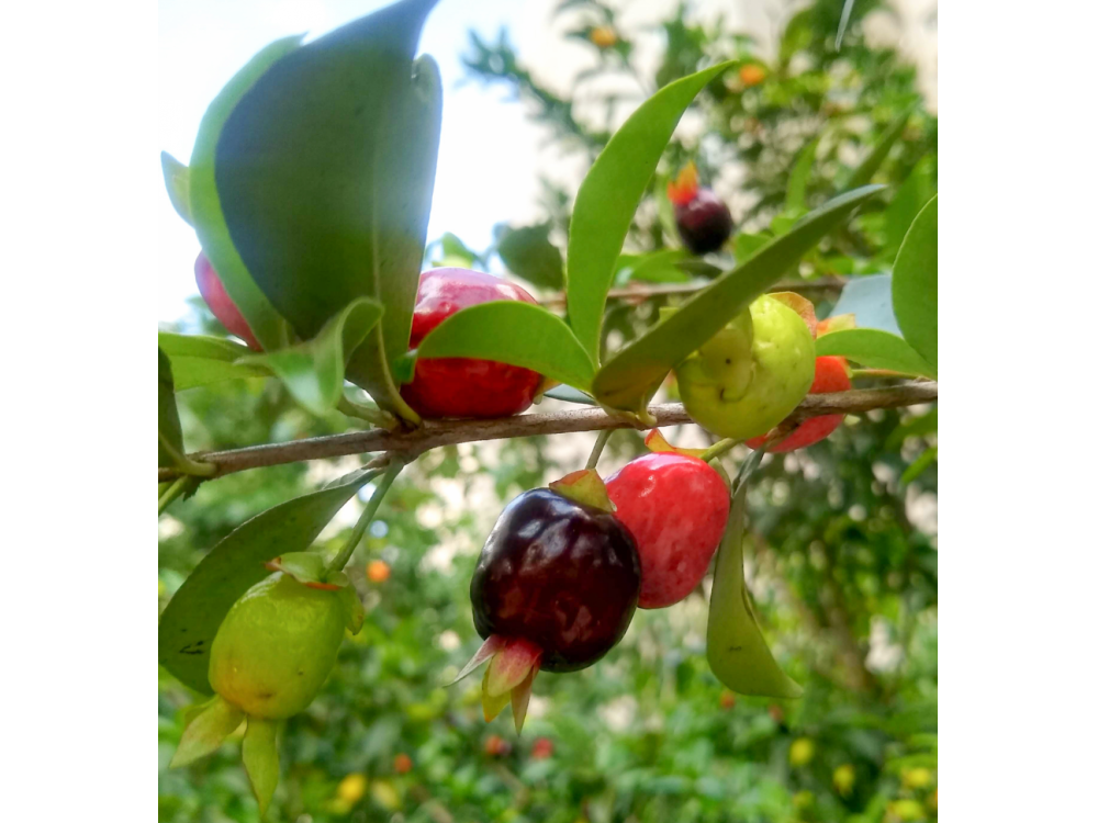 Rio Grande Cherry (Eugenia aggregata involucrata) 15/4/2024