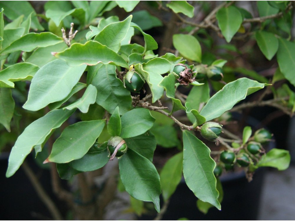 Manacá (Brunfelsia uniflora) poison