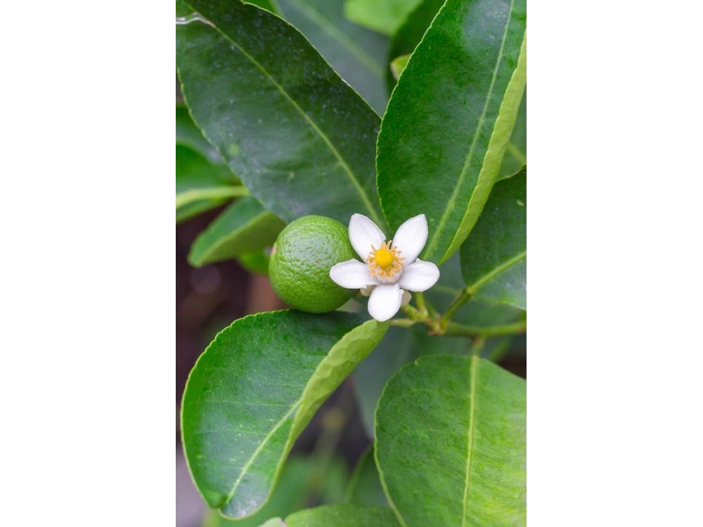 Manacá (Brunfelsia uniflora) poison