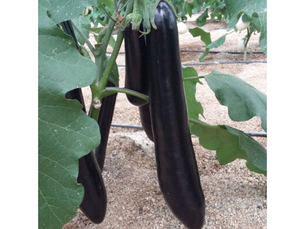 20 eggplant plants YUCATAN F1