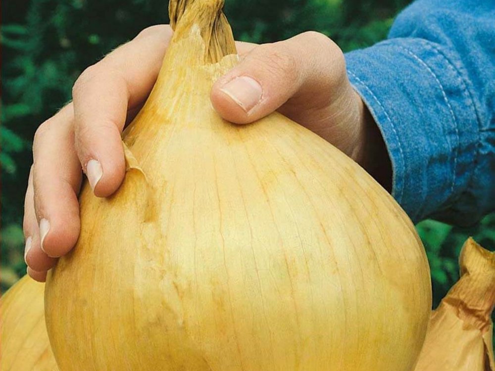 Giant Onion