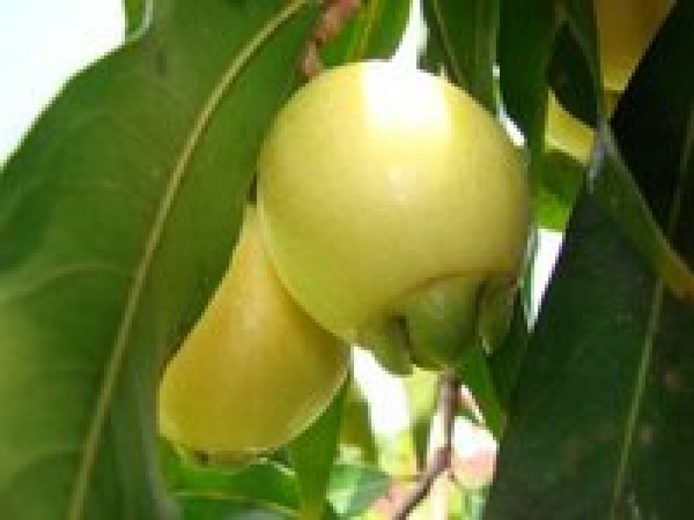 Jambu (Rose Apple™) Syzygium jambos