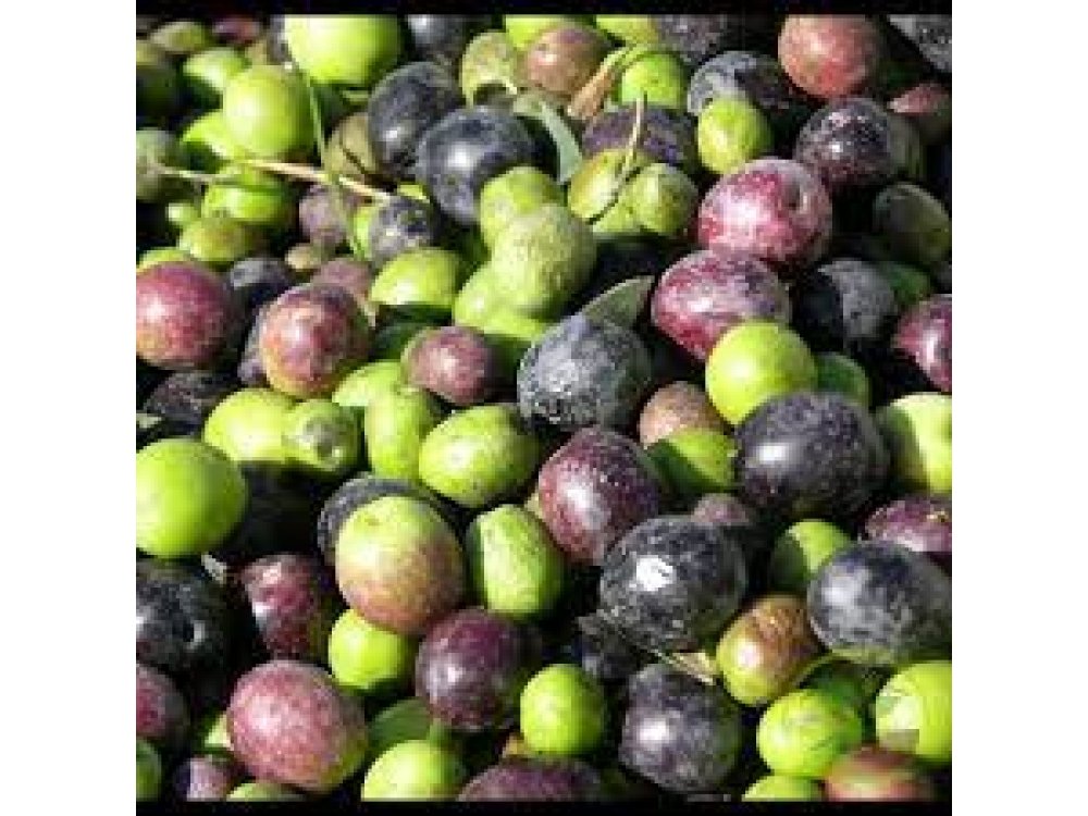 Olive of Amfissa