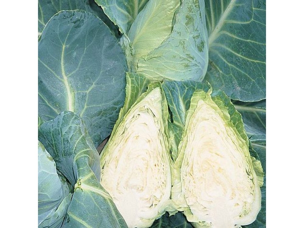 White cabbage "Pointed"