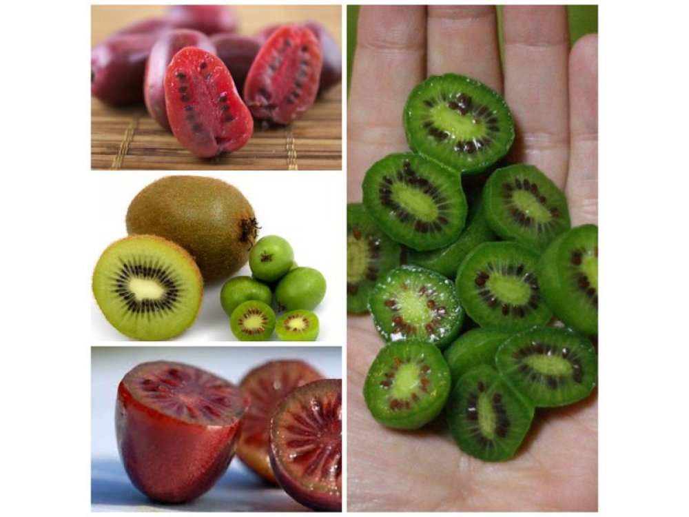 Cornell ® Αρσενικό arguta για kiwi berries
