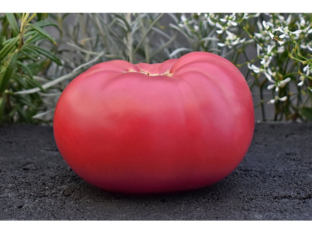 20 short tomato plants DORA F1