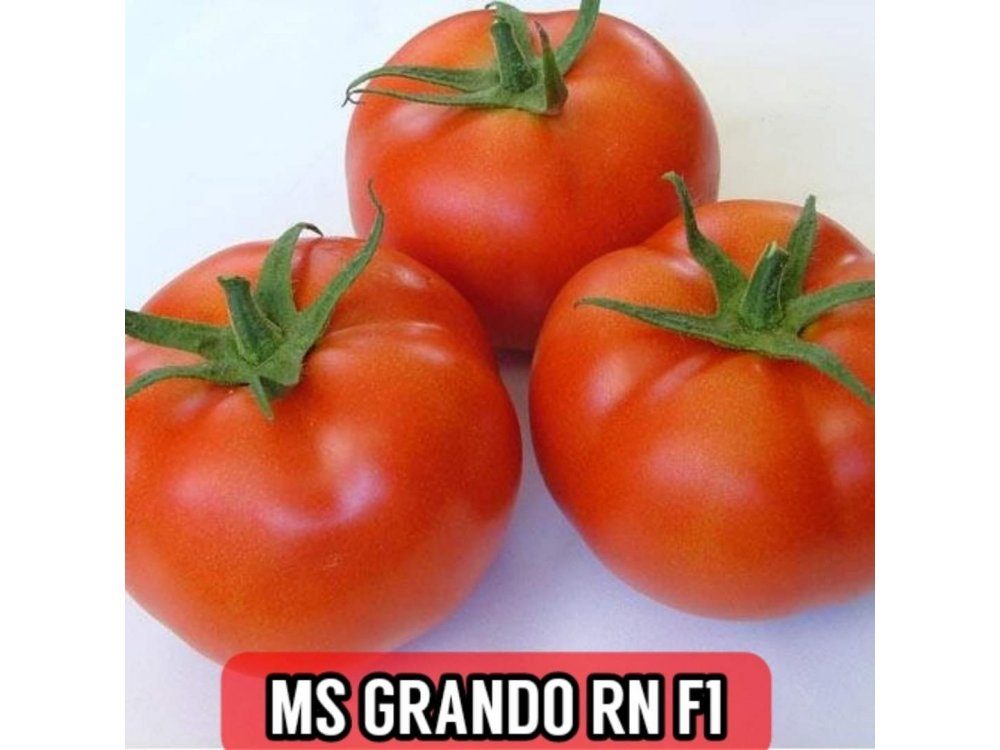 20 plants grafted GRANDO F1
