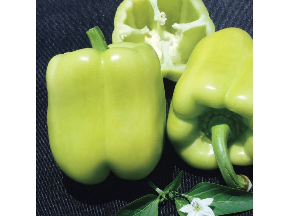 20 pepper plants TESLA F1
