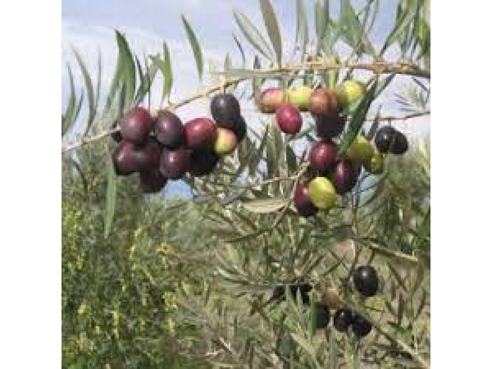 Piqual olive