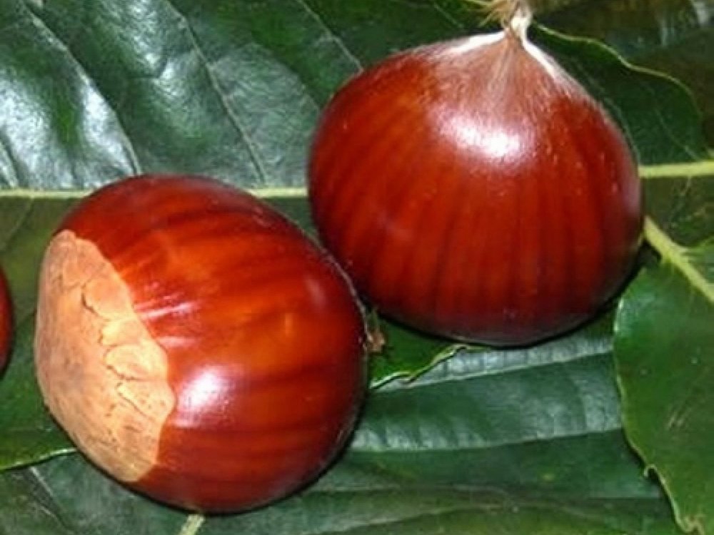 Chestnut Marone De Lyon