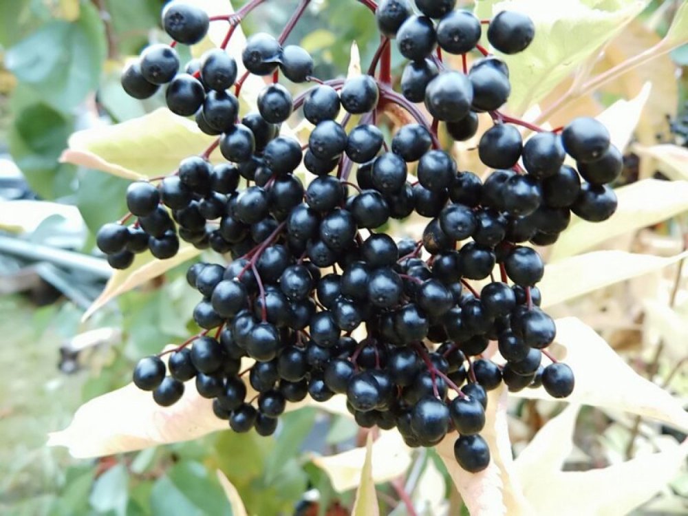 Elderberry Sampo