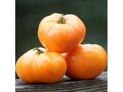 Agromarket hellas Kolovos Orange tomato