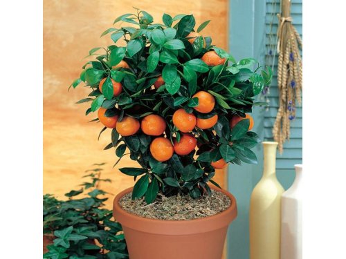 Agromarket hellas Kolovos Orange