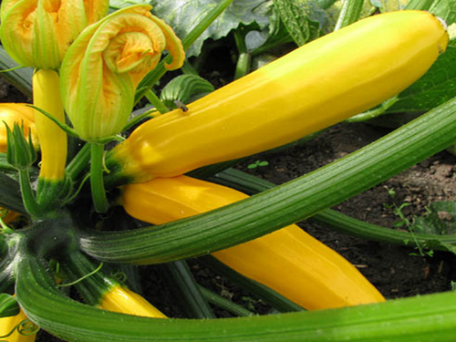 Agromarket hellas Kolovos Yellow Zucchini