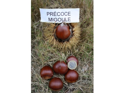 Agromarket hellas Kolovos PRECOCE MIGOULE 5/11/2023
