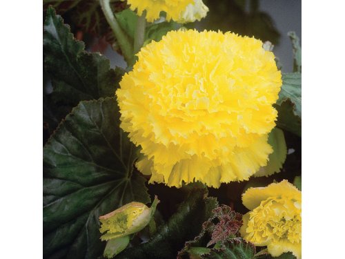 Agromarket hellas Kolovos Begonia fimbriata Κίτρινη