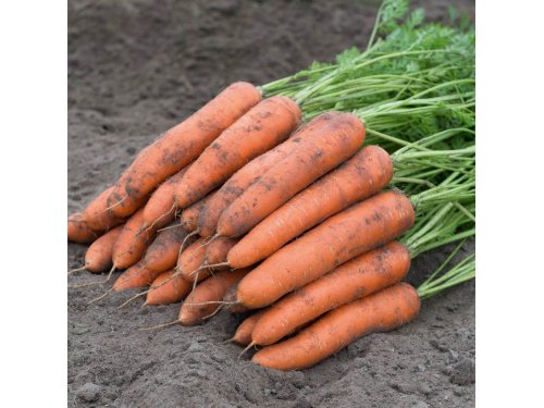 Agromarket hellas Kolovos Carrot