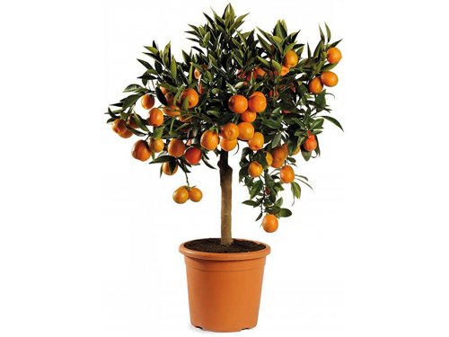 Agromarket hellas Kolovos Tangerine