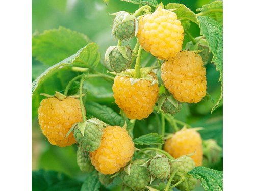 Agromarket hellas Kolovos Yellow Raspberry