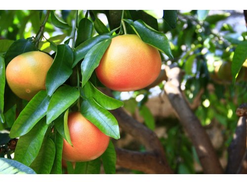 Agromarket hellas Kolovos Grapefruit νάνο Pompelmo