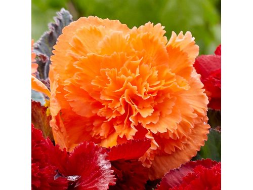 Agromarket hellas Kolovos Begonia fimbriata orange