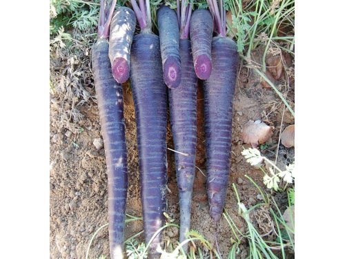 Agromarket hellas Kolovos Purple Carrot