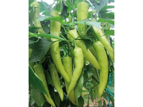 Agromarket hellas Kolovos 20 CYNTHIA F1 pepper plants