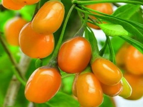 Agromarket hellas Kolovos Sweet Amber™