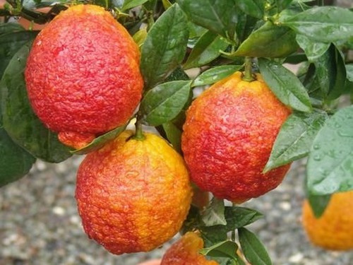 Agromarket hellas Kolovos Red Lemon