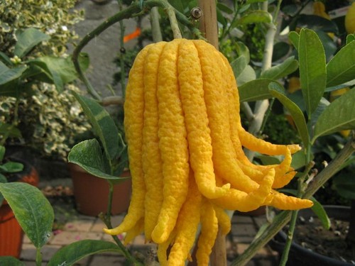 Agromarket hellas Kolovos Lemon Octopus