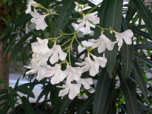 Agromarket hellas Kolovos Oleander white