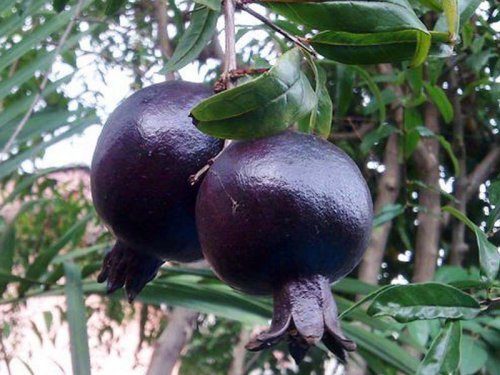 Agromarket hellas Kolovos Nero® Black Pomegranate 25/11/2023