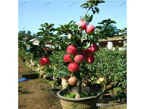 Agromarket hellas Kolovos Νάνο Μήλο 