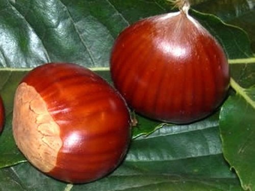Agromarket hellas Kolovos Chestnut Marone De Lyon