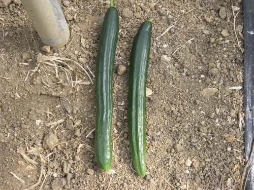 Agromarket hellas Kolovos 12 plants Cucumber Long SALADIN F1