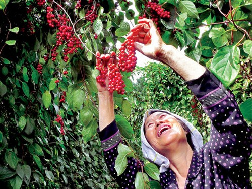Agromarket hellas Kolovos Schizandra Berry- New XL variety