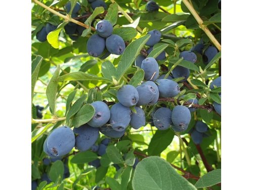 Agromarket hellas Kolovos Siberian Blueberry Strawberry Sensation 