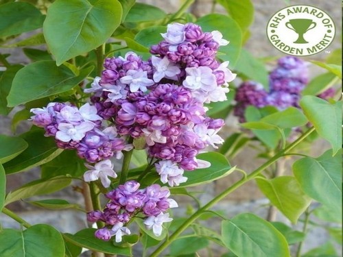 Agromarket hellas Kolovos Lilac Katherine Hevemeyre