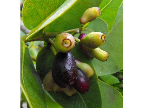 Agromarket hellas Kolovos Water Berry (Syzygium cordatum)