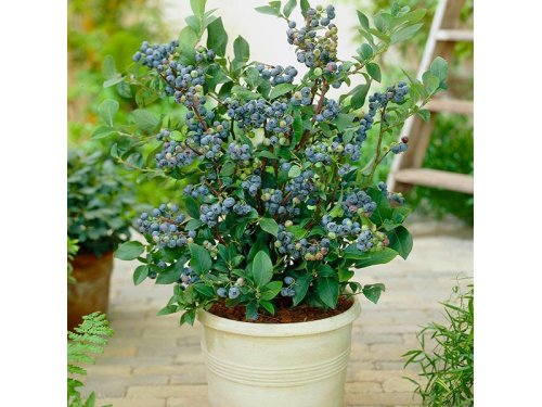 Agromarket hellas Kolovos Top Hat™ dwarf blueberry