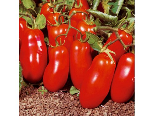 Agromarket hellas Kolovos Pomodoro tomato