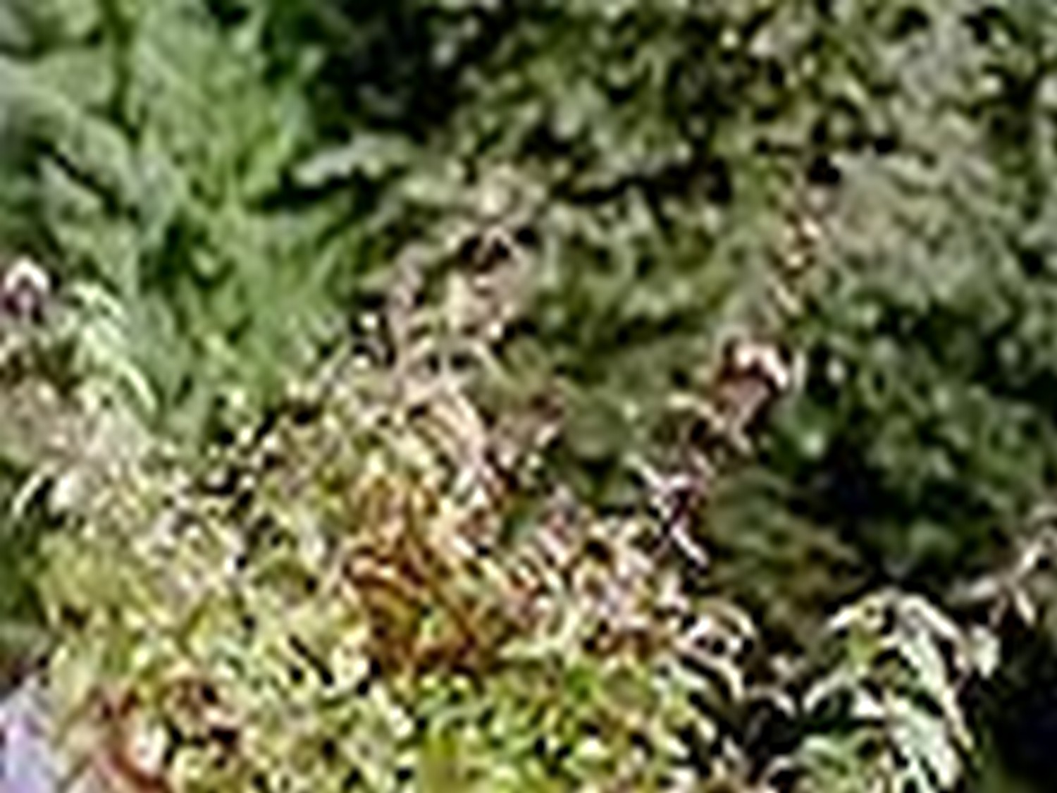 ΡΙΓΑΝΗ ΚΟΙΝΗ (Origanum vulgare)