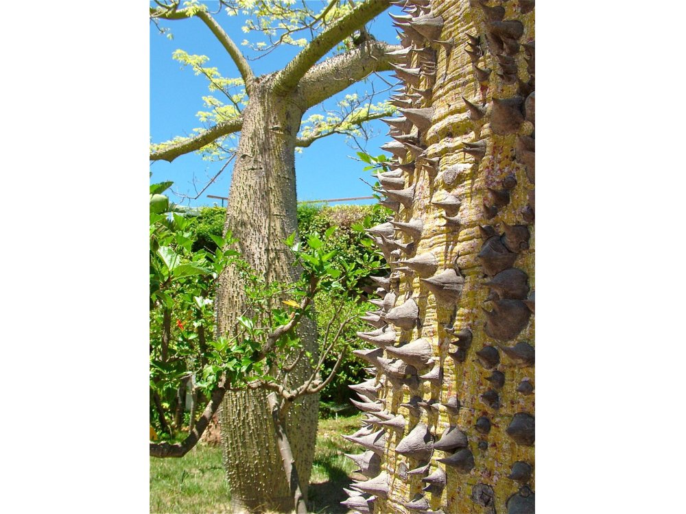 Bottle Tree (Chorisia speciosa)