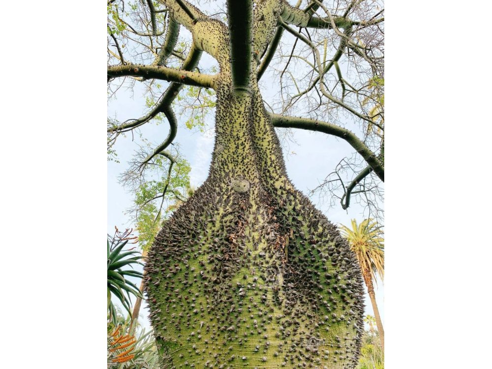Bottle Tree (Chorisia speciosa)