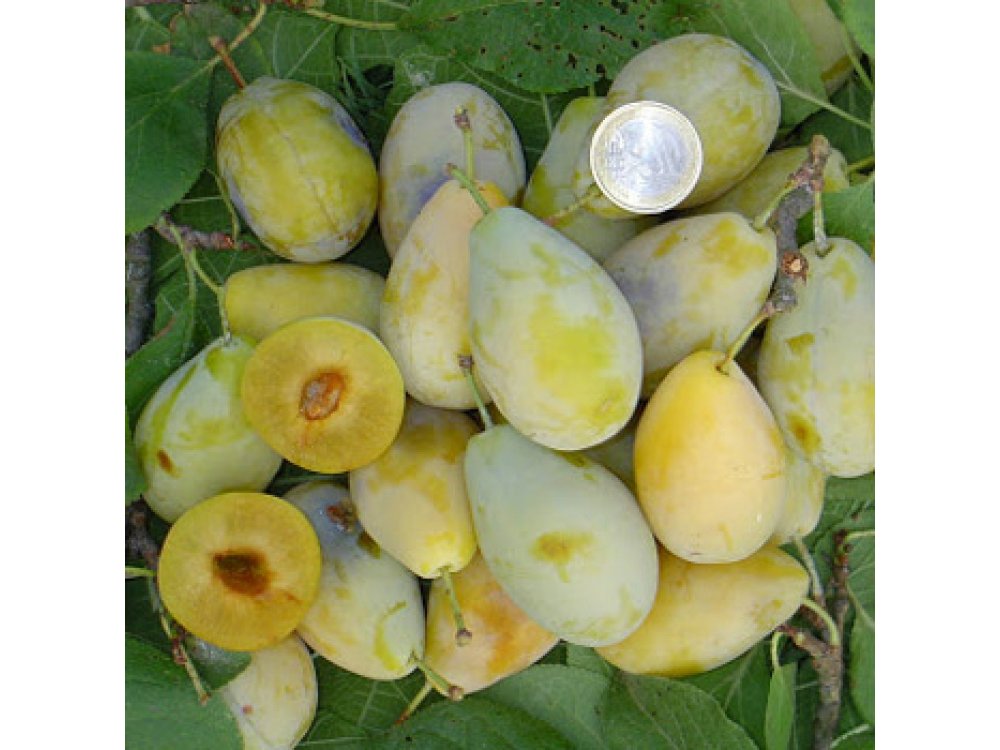 Coscia di monaca gialla -μπούτι της κίτρινης καλόγριας 