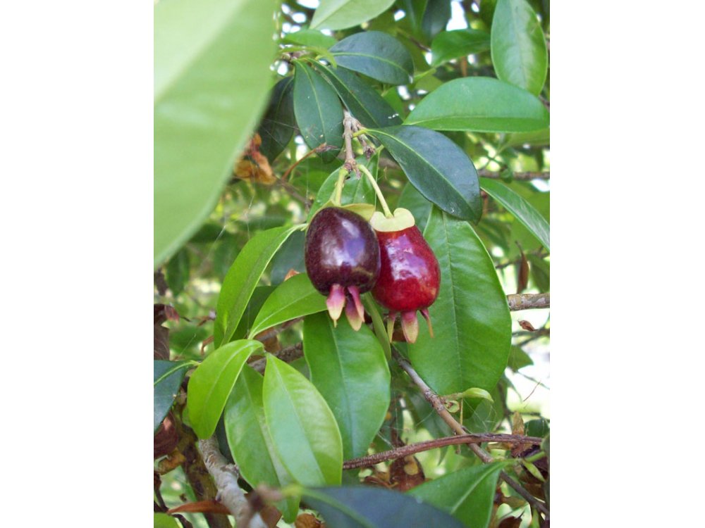 Rio Grande Cherry (Eugenia aggregata involucrata)