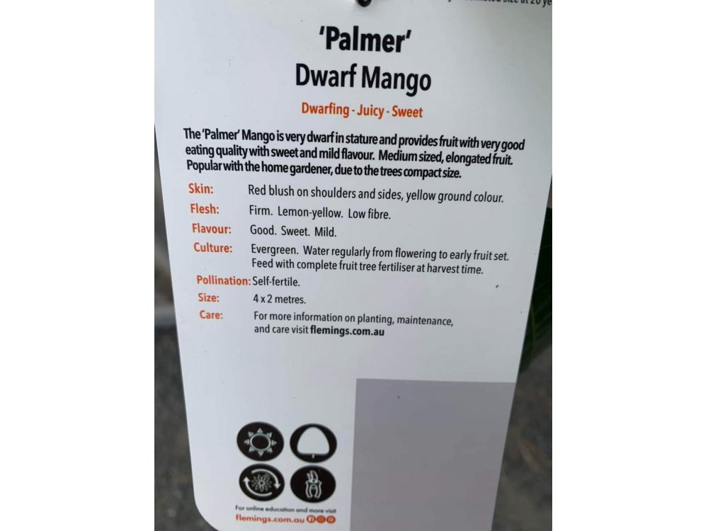 Mango Palmer™ dwarf 