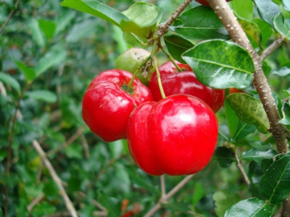 Acerola ή Barbados Cherry (Malpighia glabra) ®