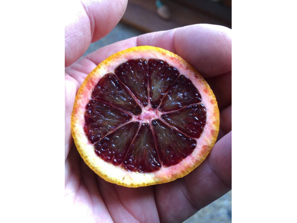 Rubino™ Red Clementine