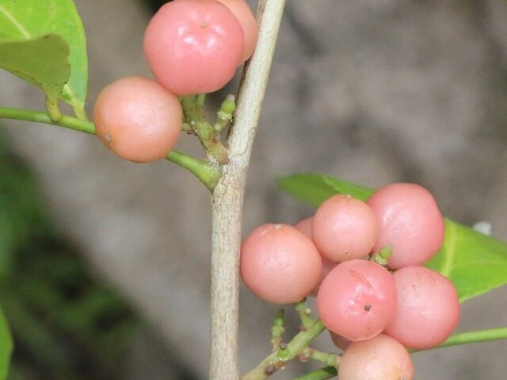 Pink Limeberry (Glycosmis trifoliata)